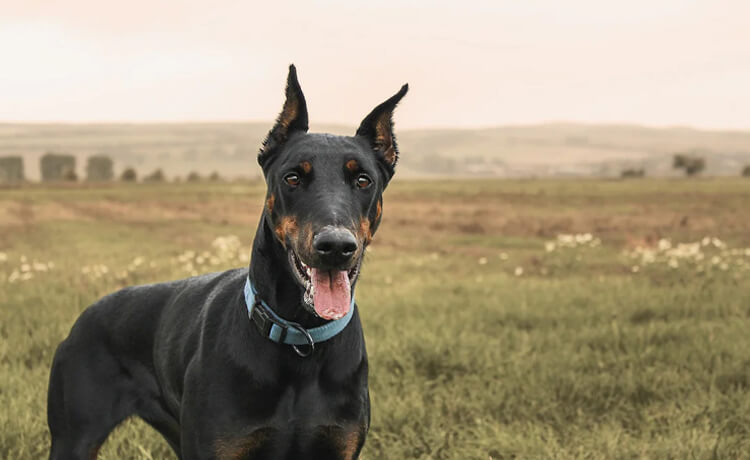 Doberman Pinscher